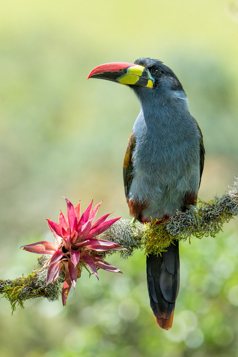 Grey-breasted Mountain Toucan