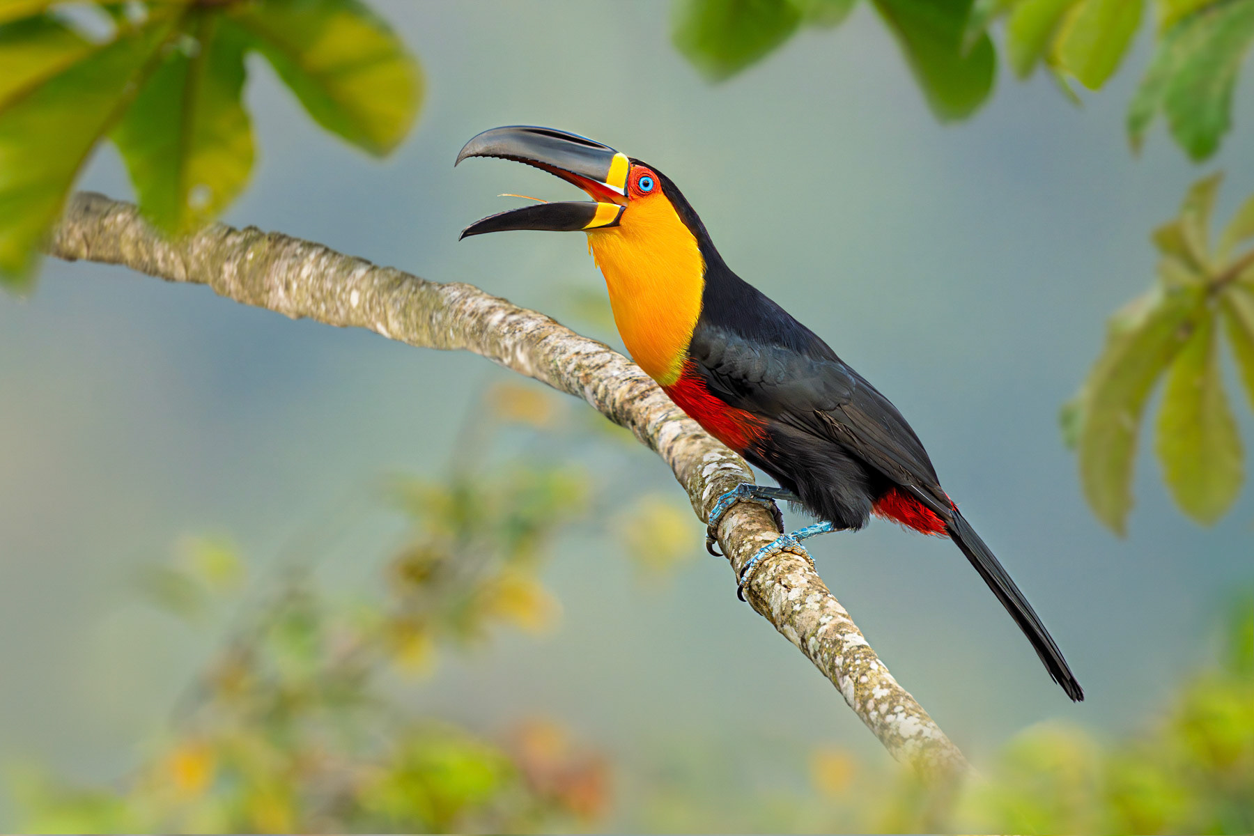 Channel-billed Toucan in Cecropia Tree