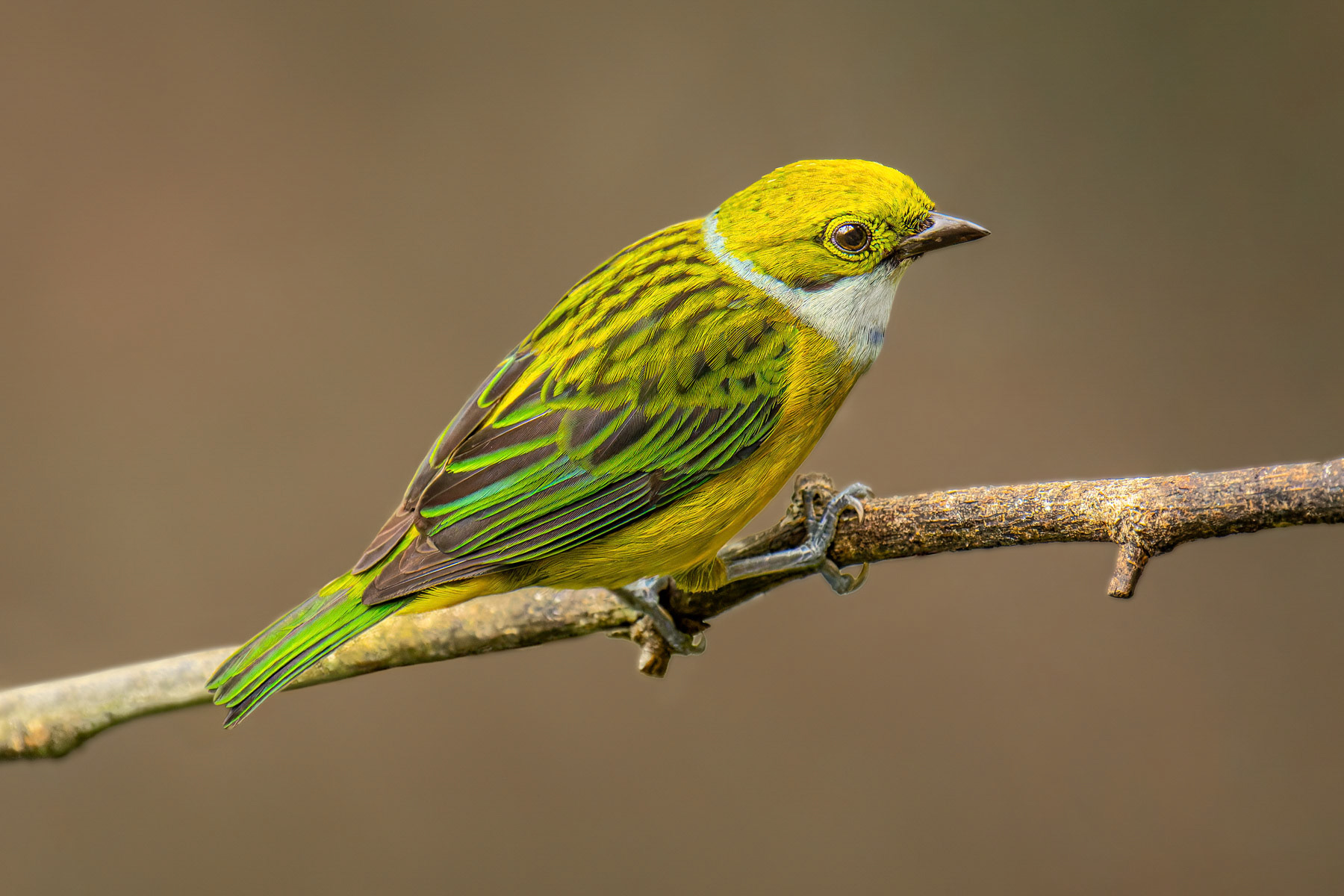 Silver-throated Tanager