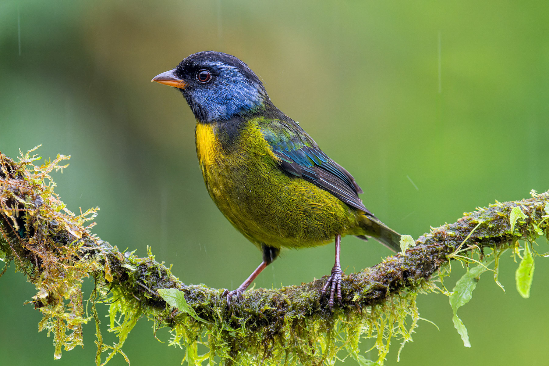 Moss-backed Tanager