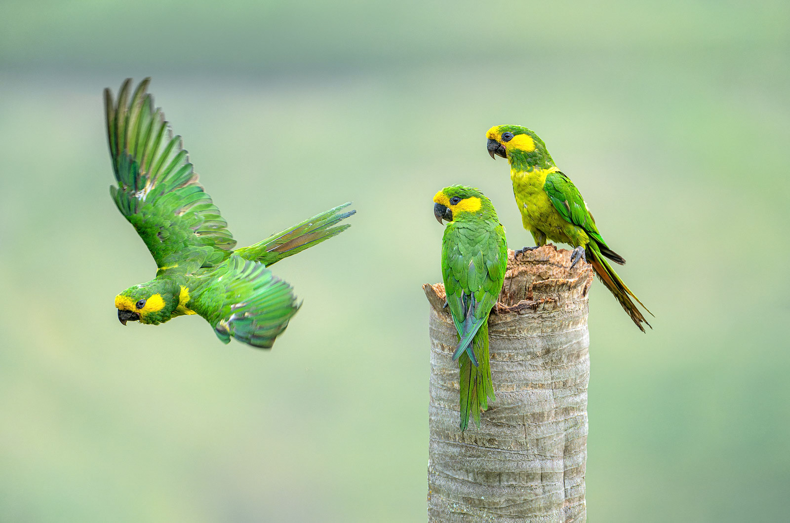 Yellow-eared Parrots