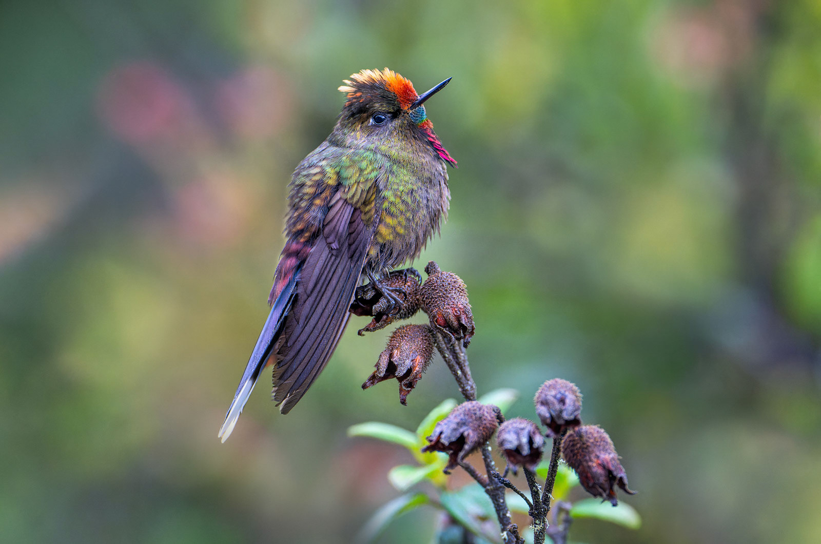 Rainbow-bearded Thornbill Hummingbird