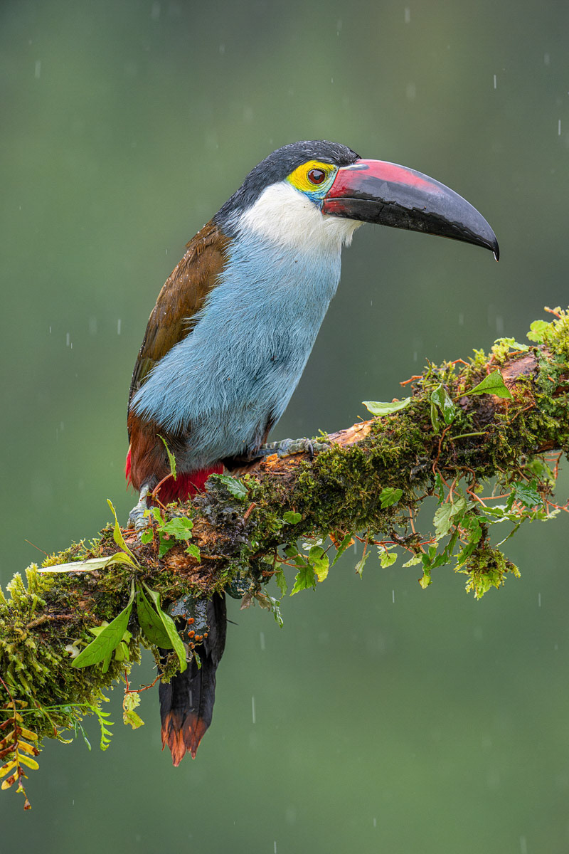 Black-billed Mountain Toucan