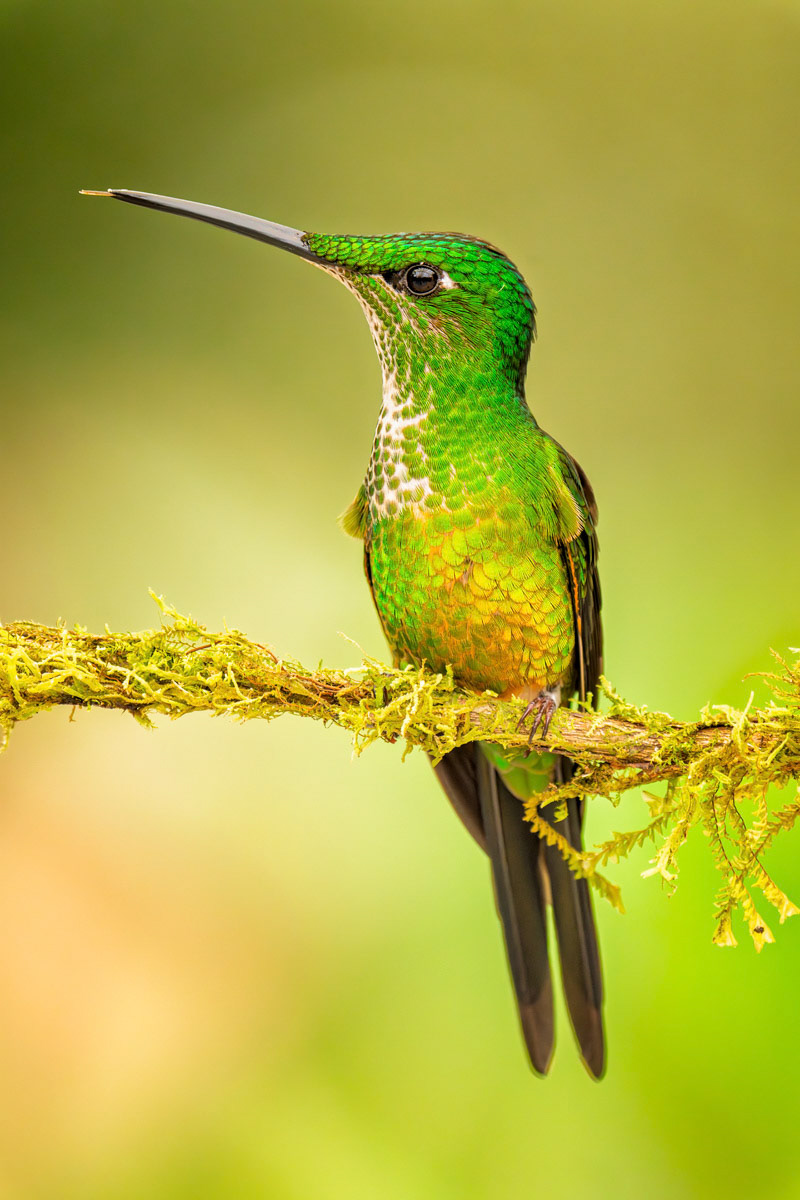 Empress Brilliant Hummingbird