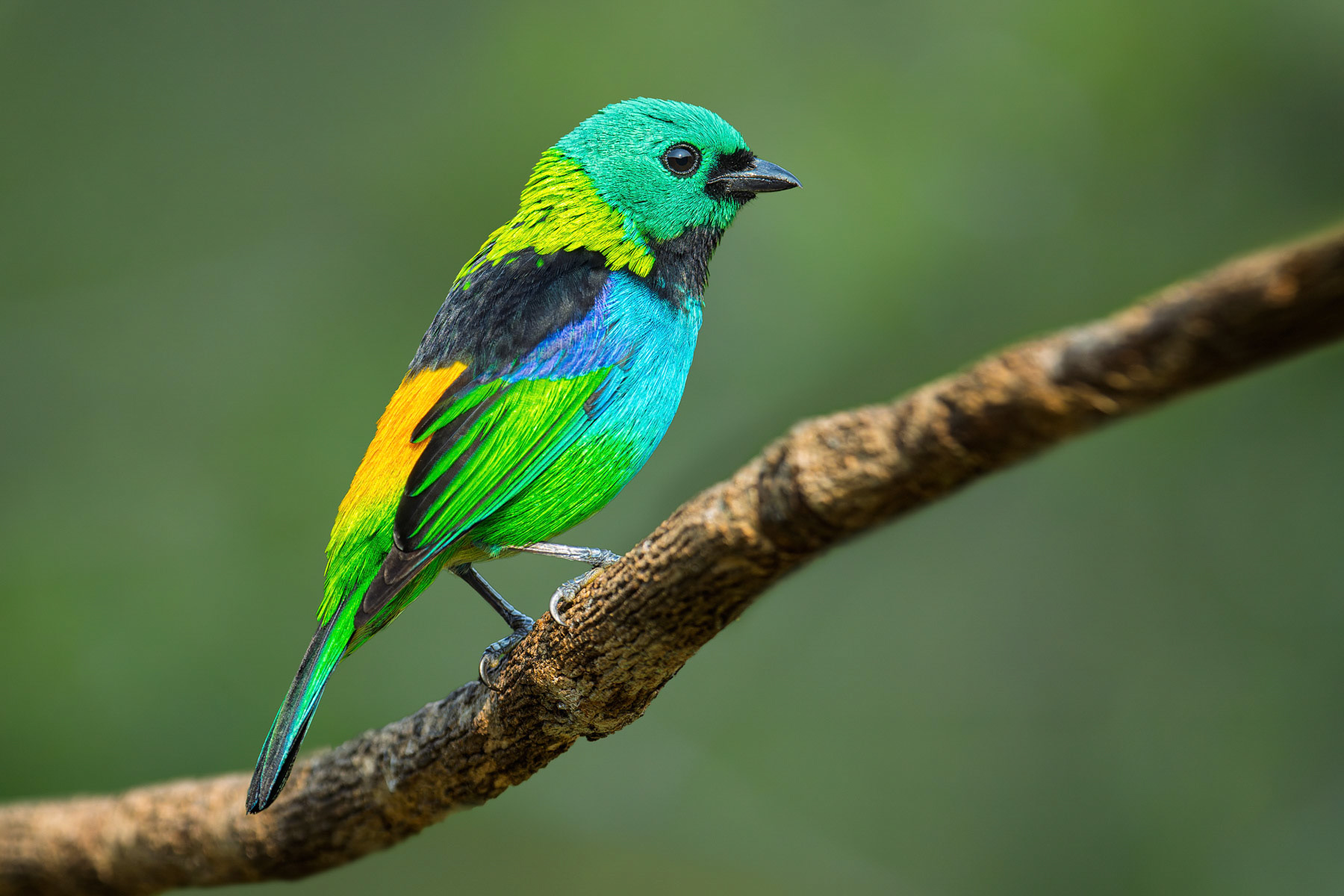 Green-headed Tanager
