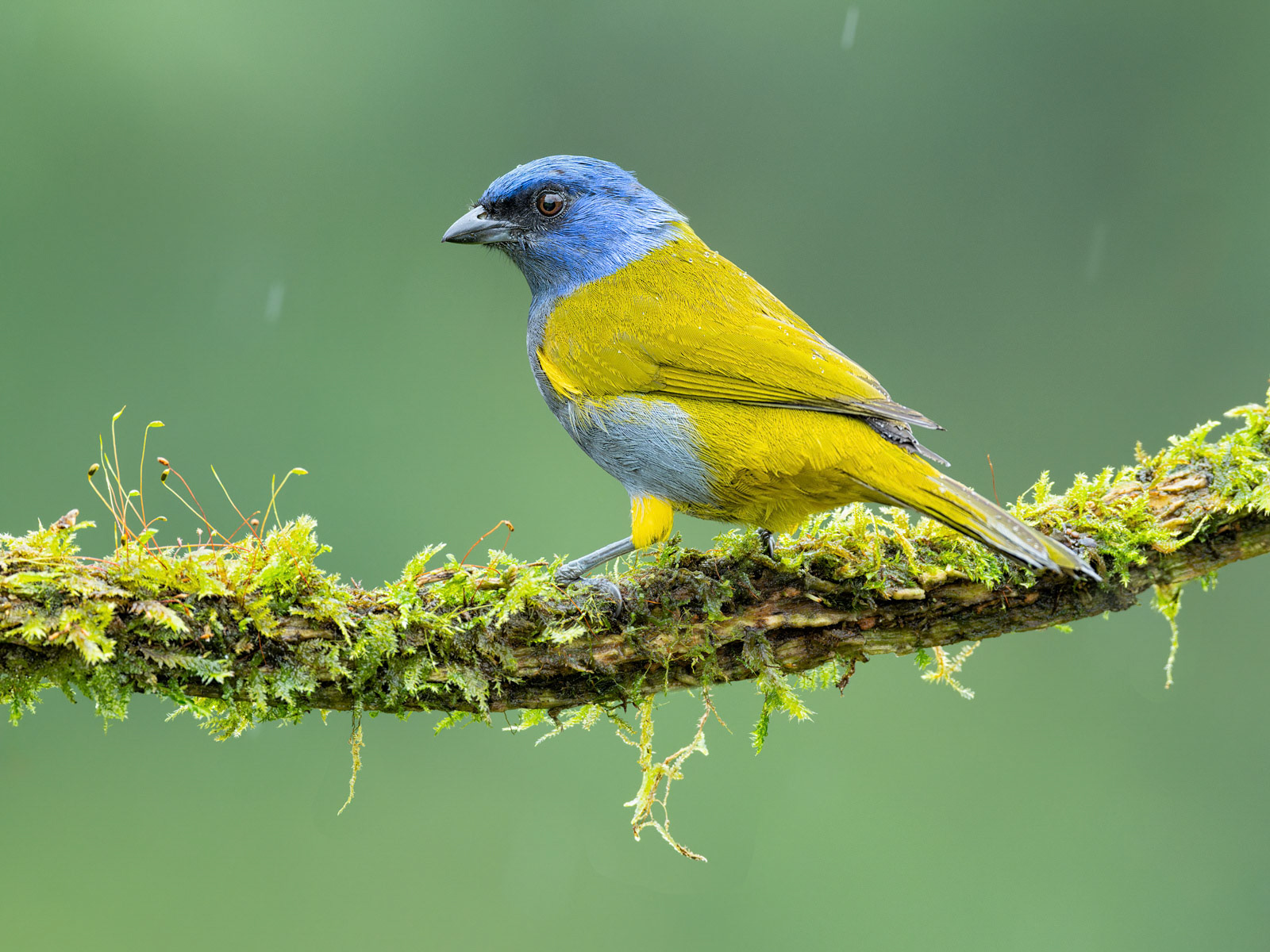 Blue-capped Tanager