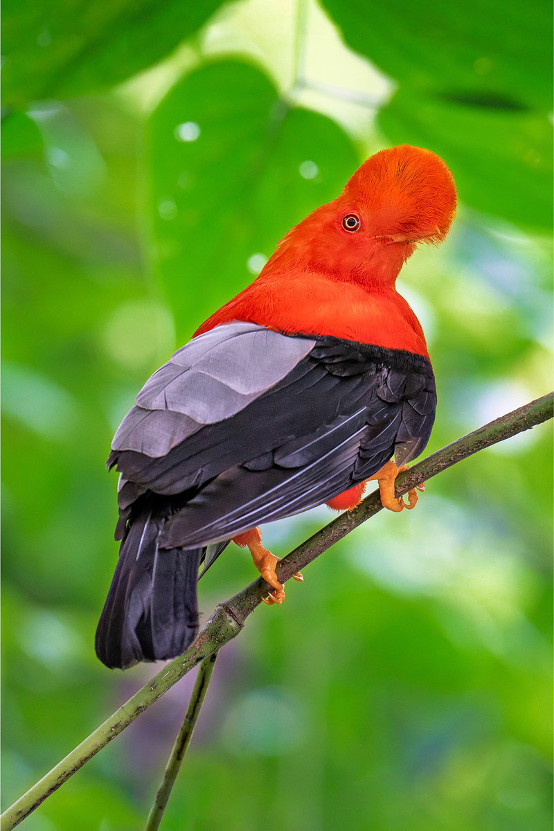 Andean Cock-of-the-Rock