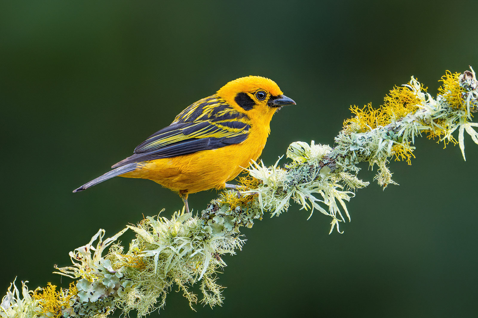Golden Tanager