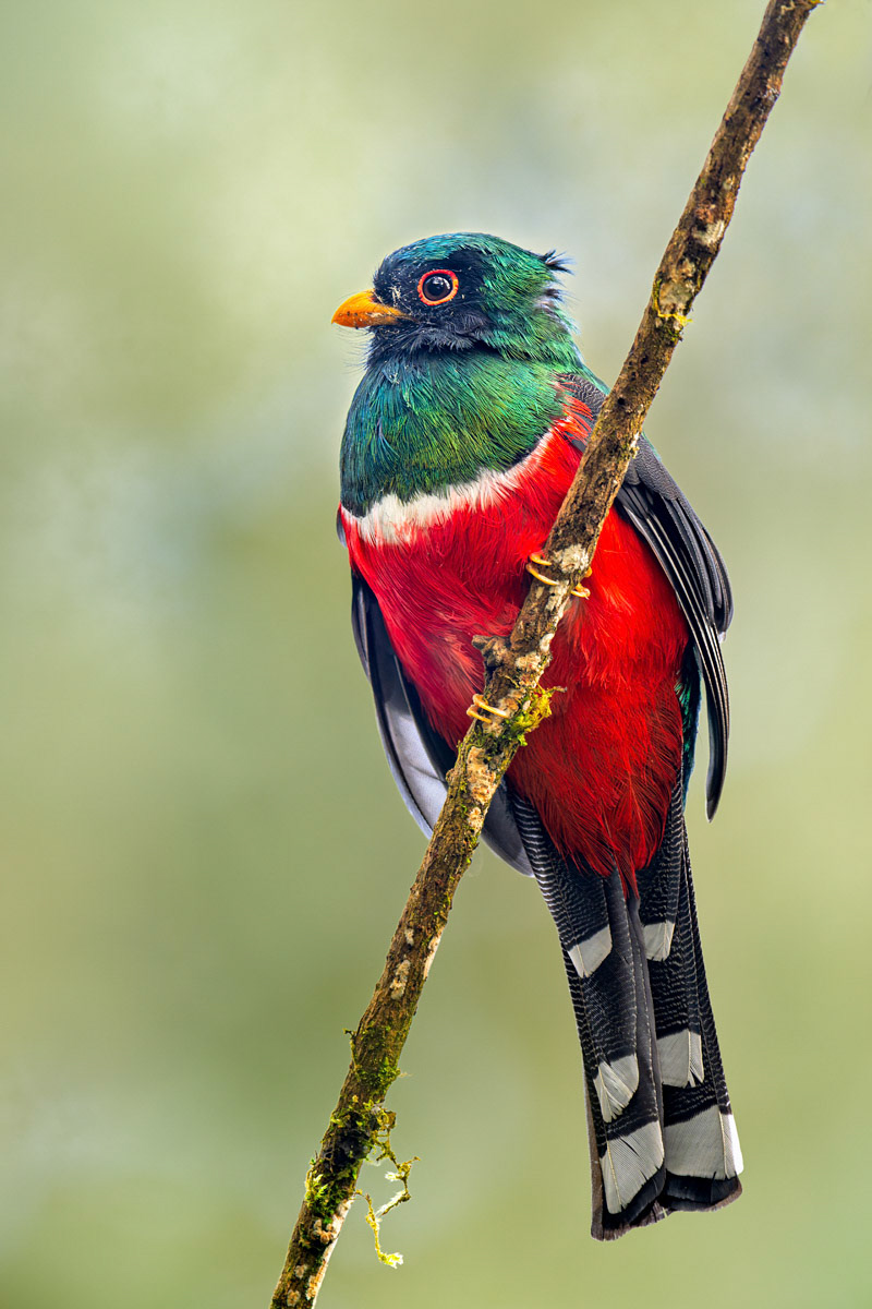 Masked Trogon