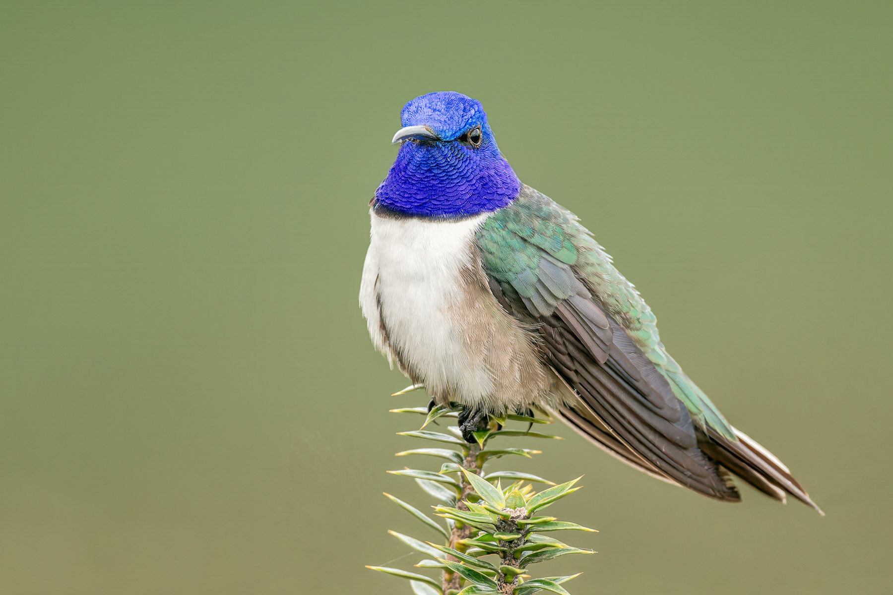 Ecuadorian Hillstar Hummingbird