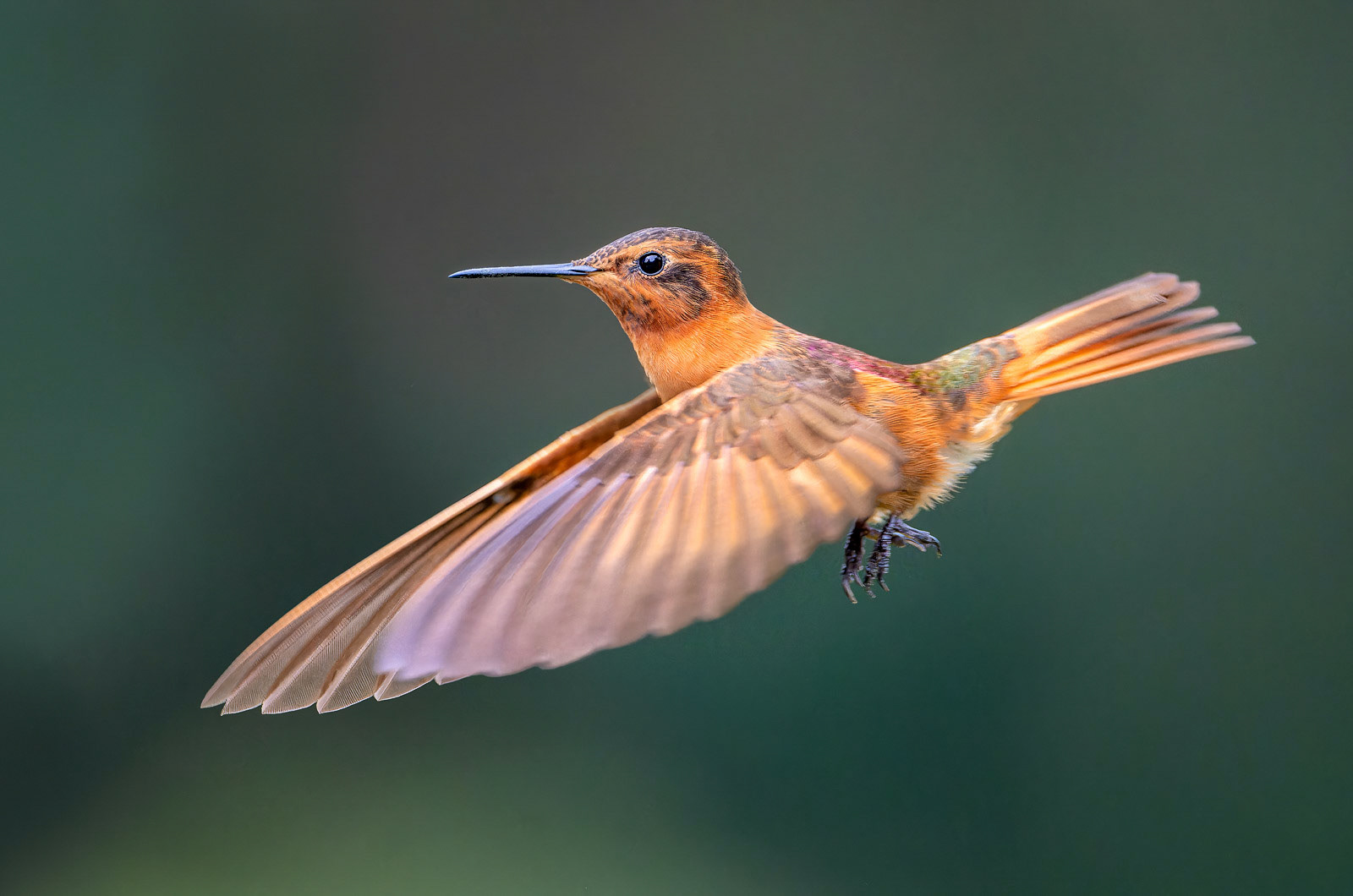 Shining Sunbeam Hummingbird