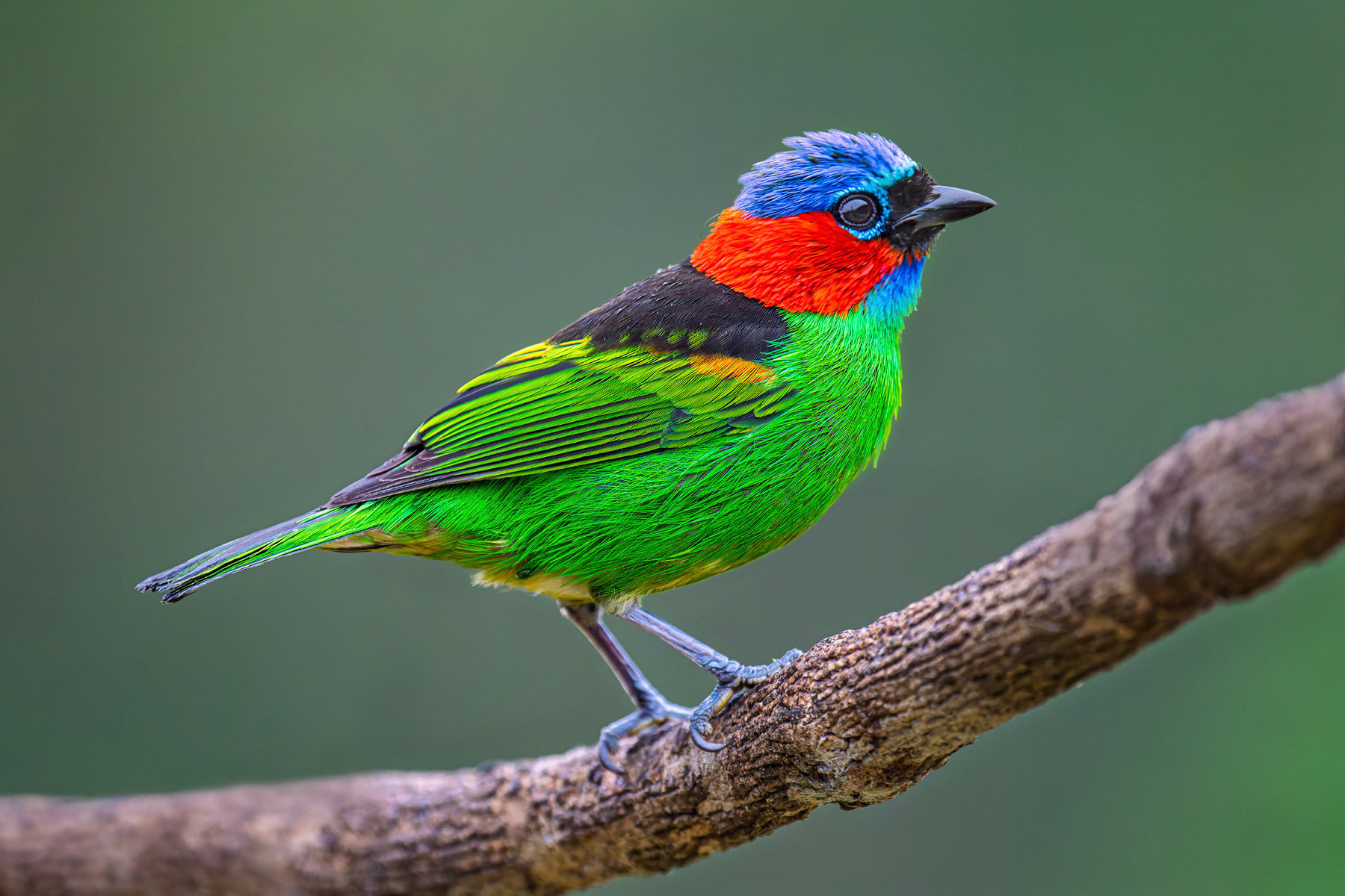 Red-necked Tanager