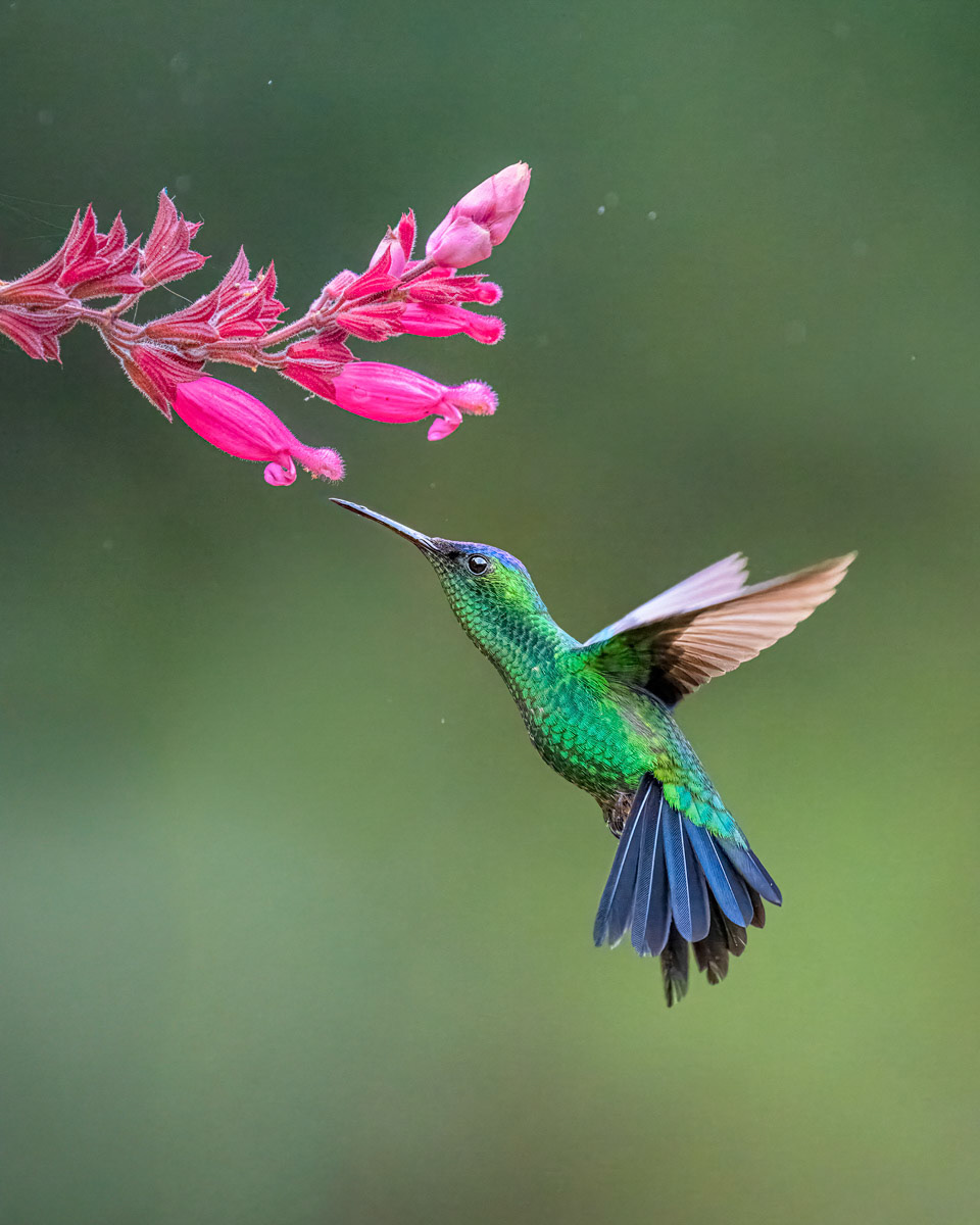 Violet-capped Woodnymph Hummingbird