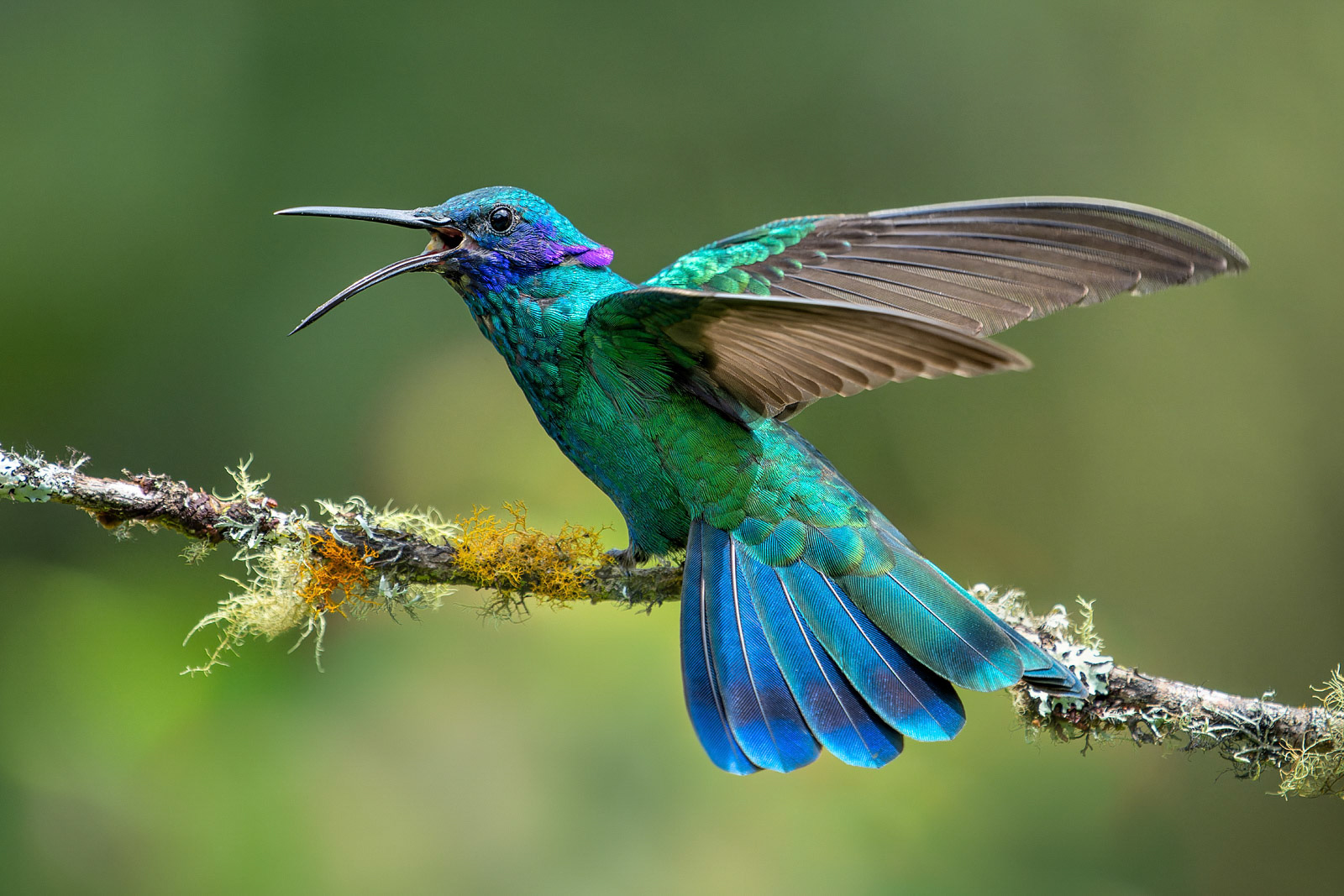Green Violetear Hummingbird