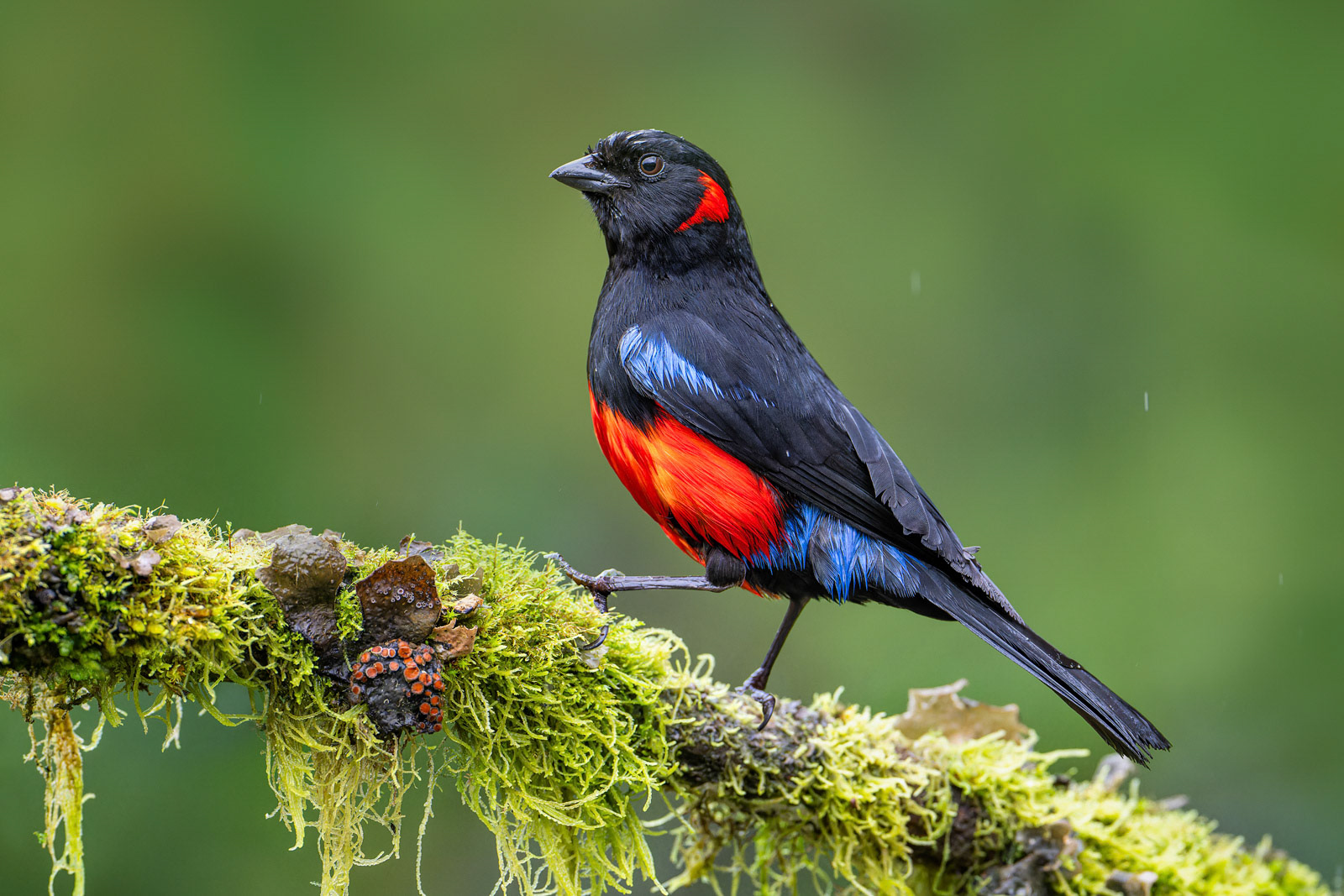 Scarlet-bellied Mountain Tanager