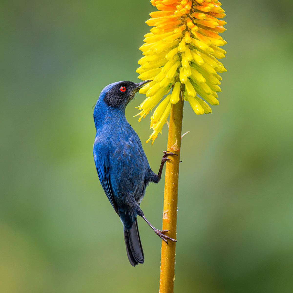 Masked Flowerpiercer
