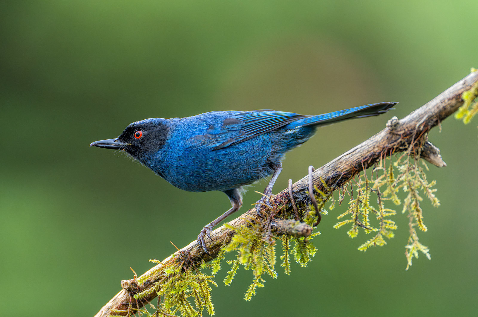 Masked Flowerpiercer