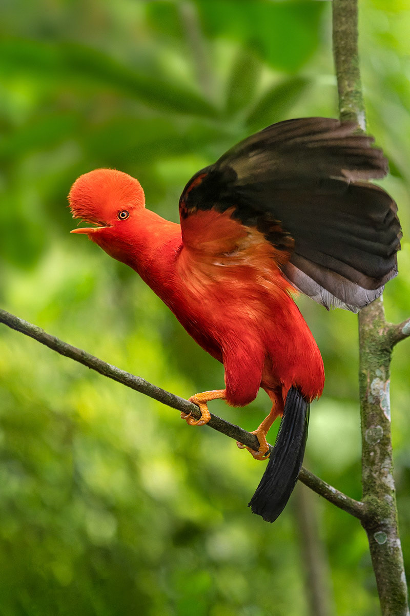 Andean Cock-of-the-Rock
