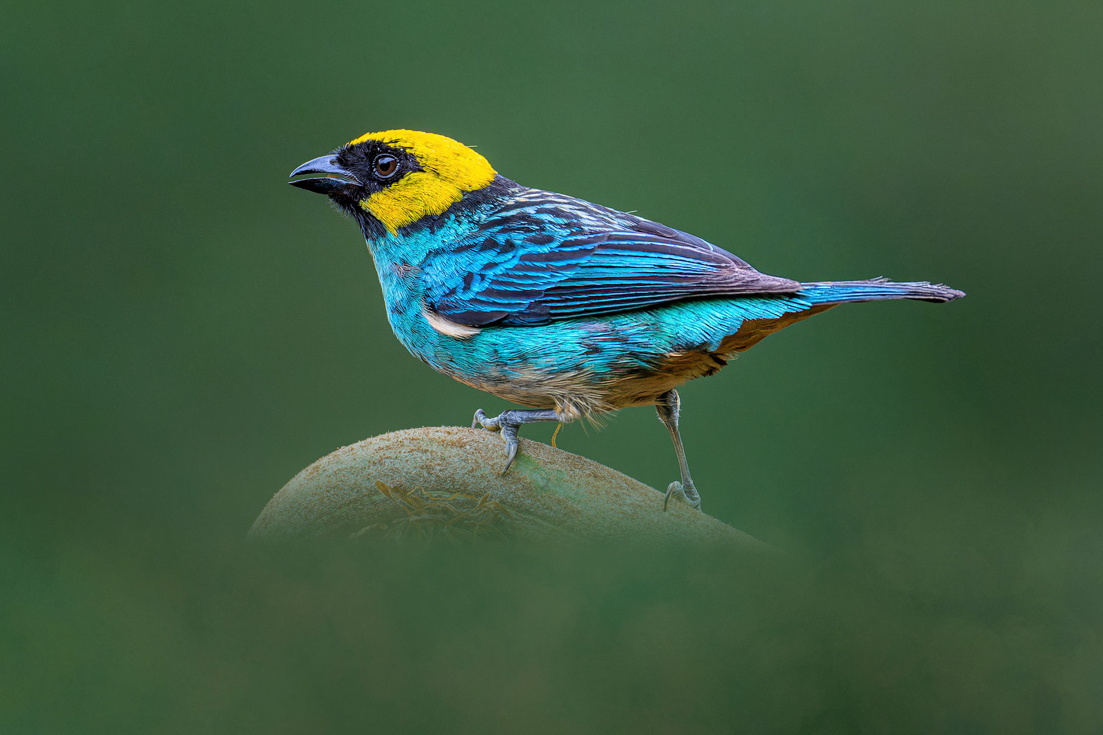 Saffron-crowned Tanager