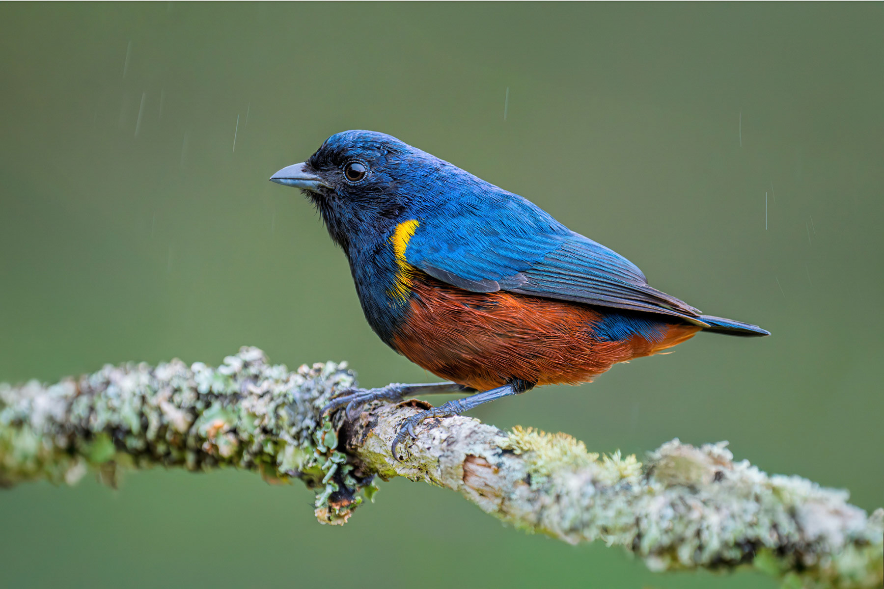 Chestnut-bellied Euphonia in the Rain