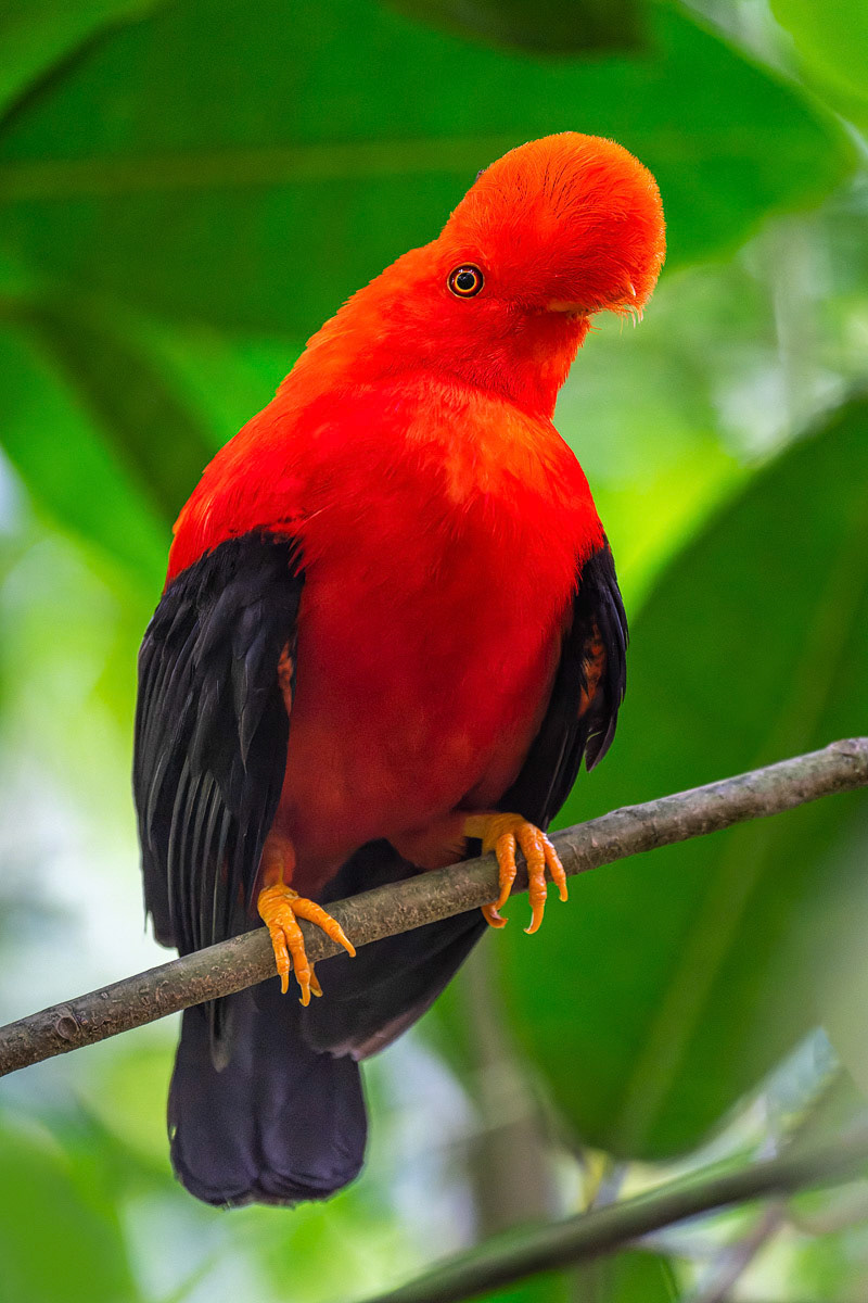 Andean Cock-of-the-Rock