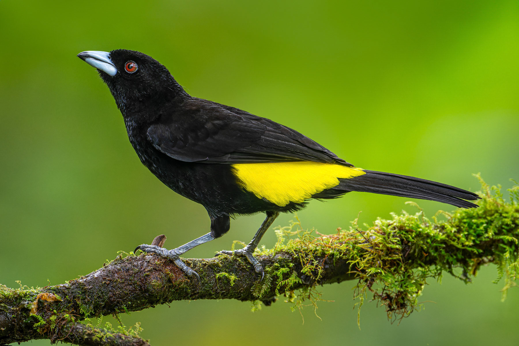 Flame-rumped Tanager