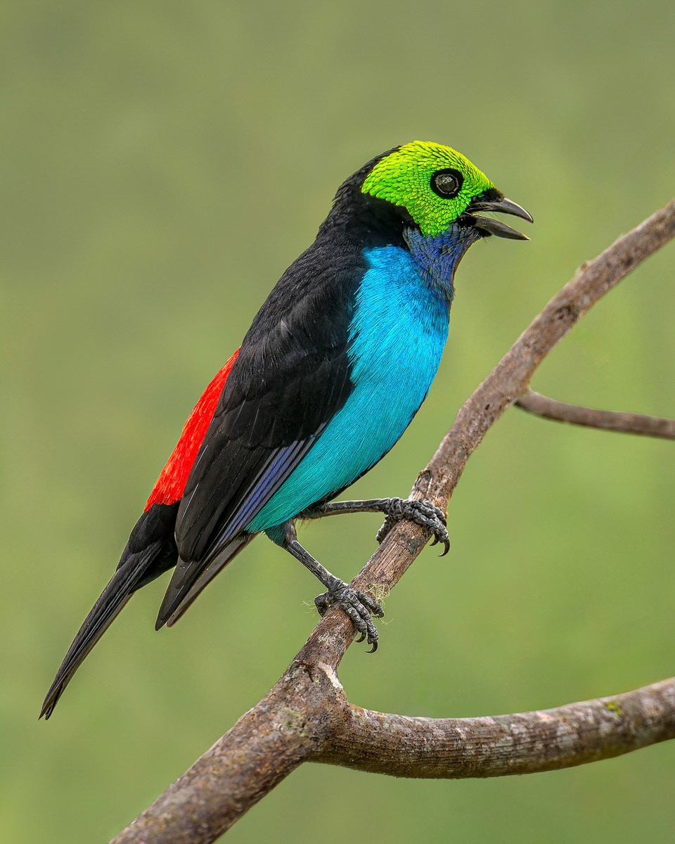 Paradise Tanager
