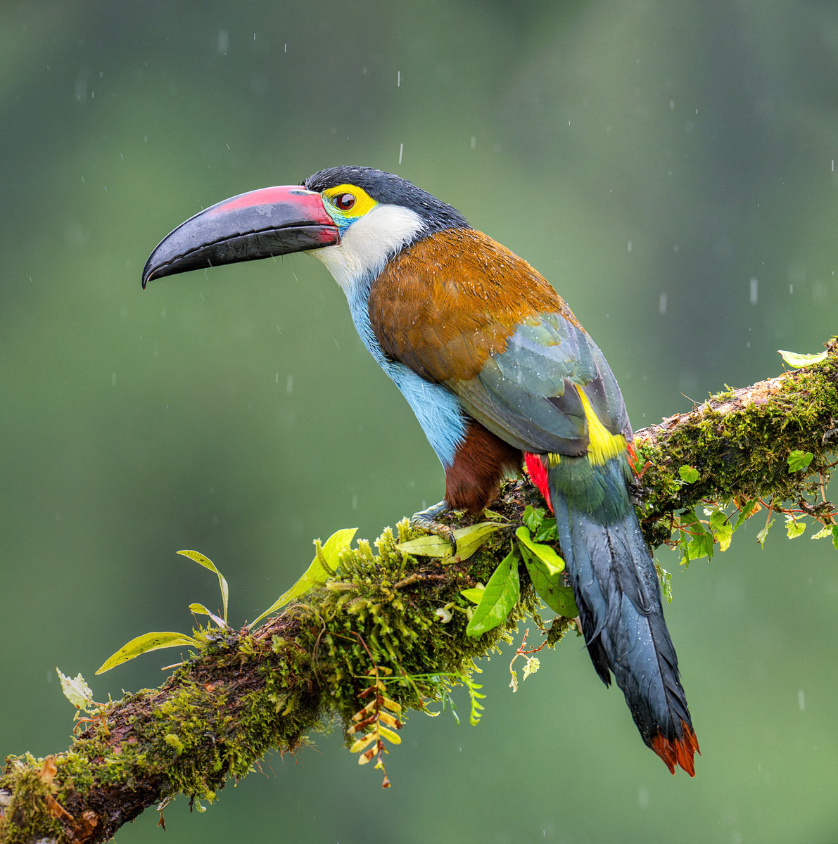 Black-billed Mountain Toucan