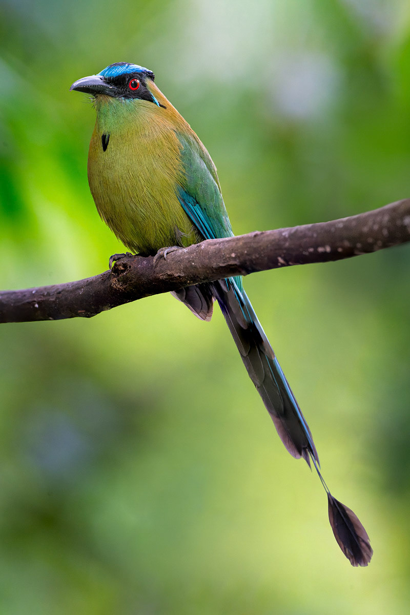 Andean-Motmot