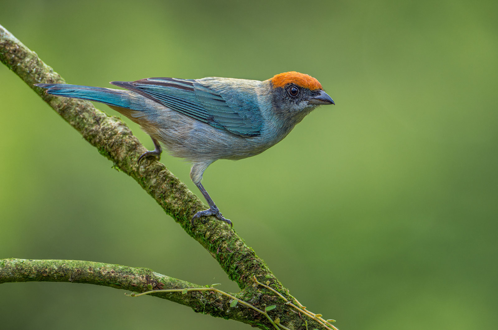 Scrub Tanager