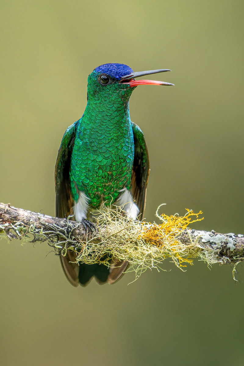 Indigo-capped Hummingbird
