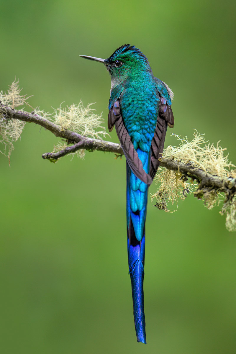 Violet-tailed Sylph Hummingbird