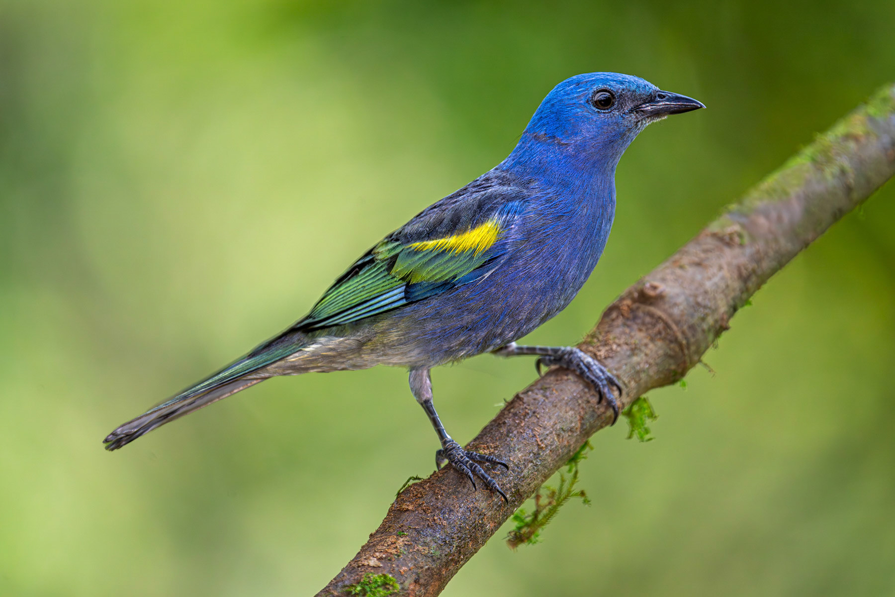 Golden-chevroned Tanager
