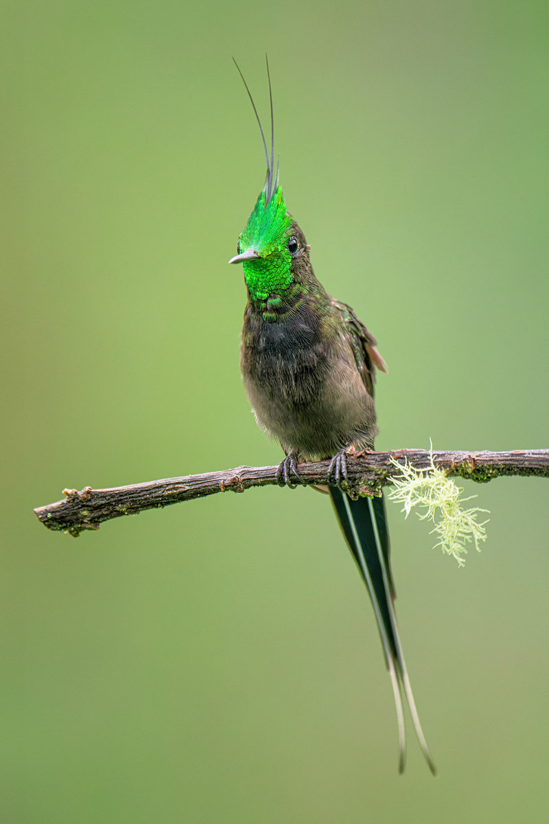 Wire-crested Thorntail Hummingbird