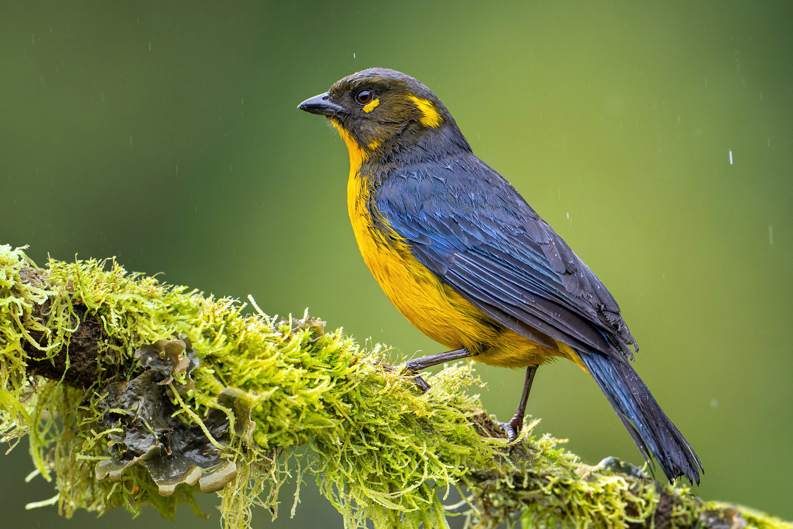 Lacrimose Mountain Tanager