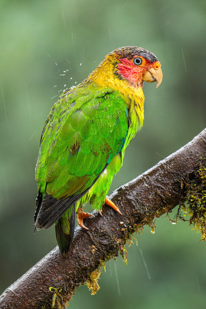 Rose-faced Parrot