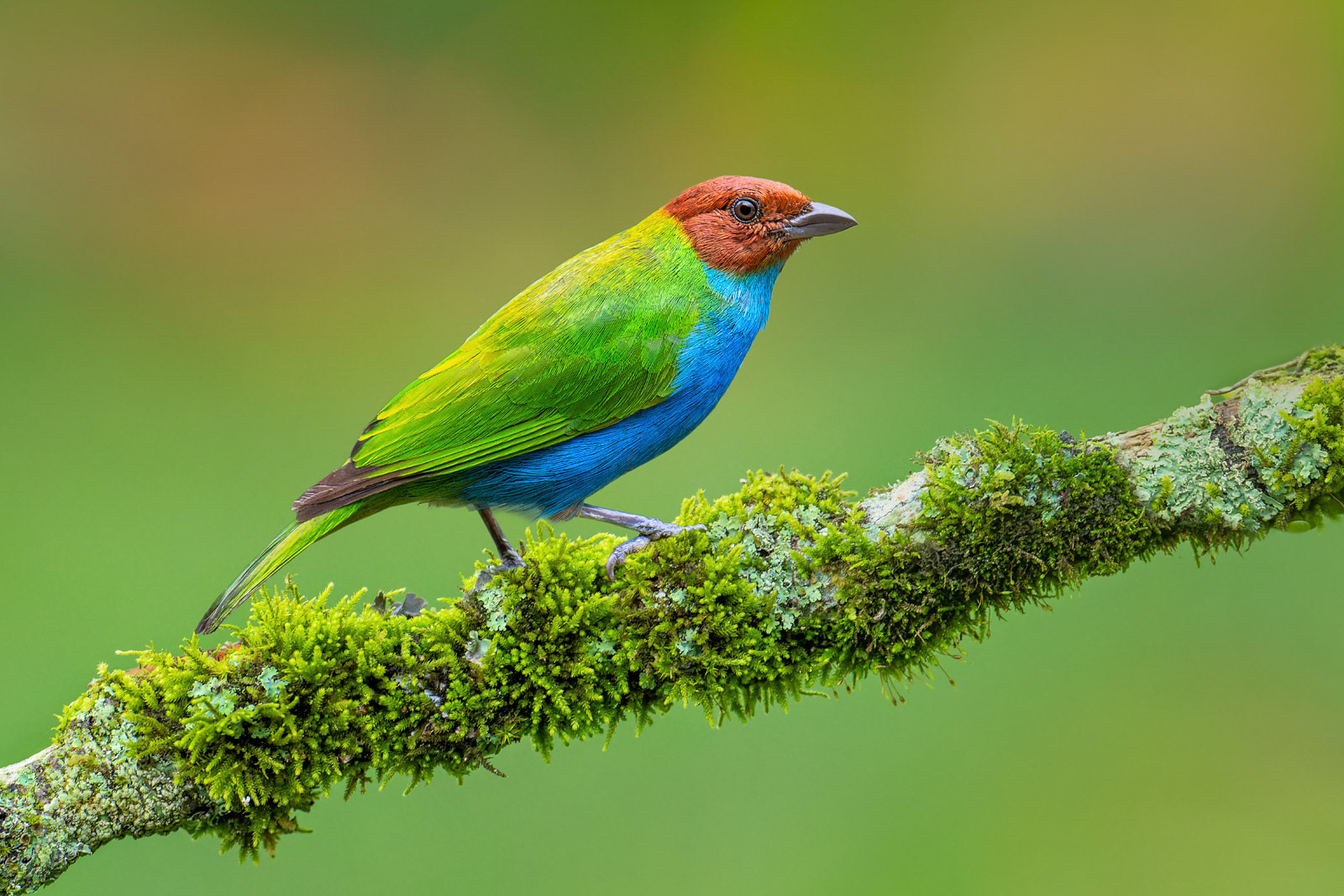 Bay-headed Tanager