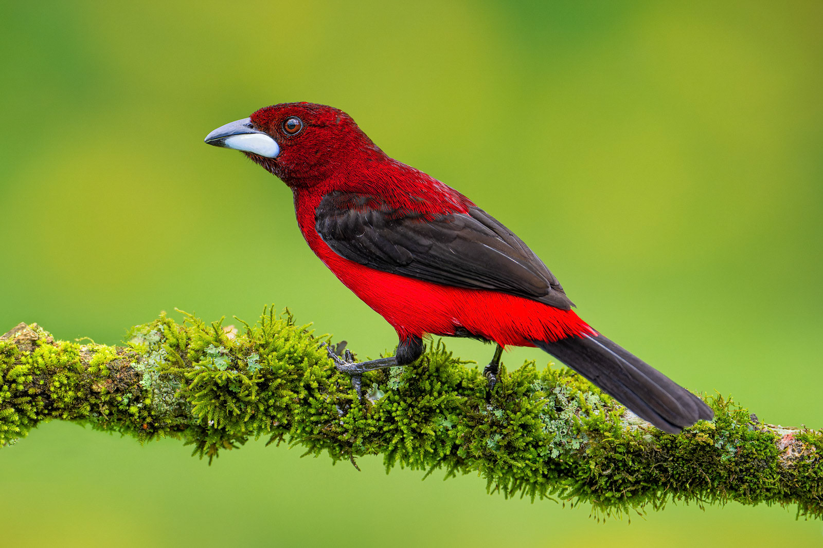 Crimson-backed Tanager