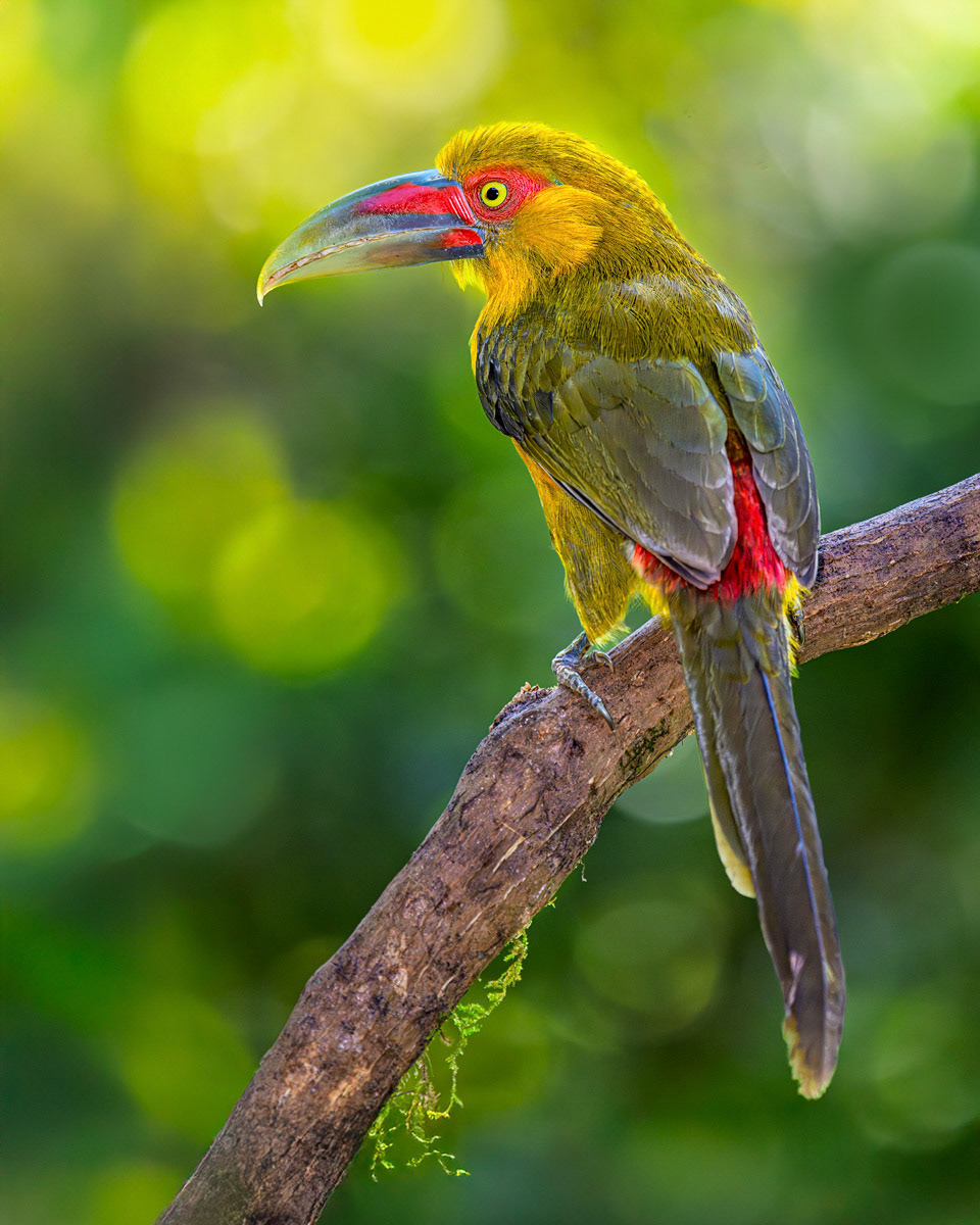Saffron Toucanet