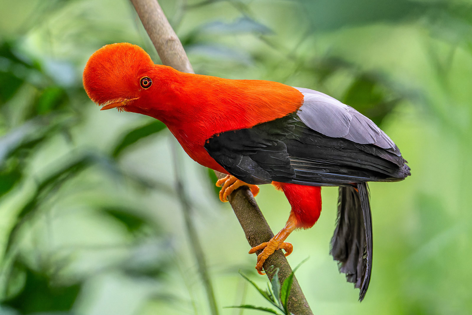 Andean Cock-of-the-Rock