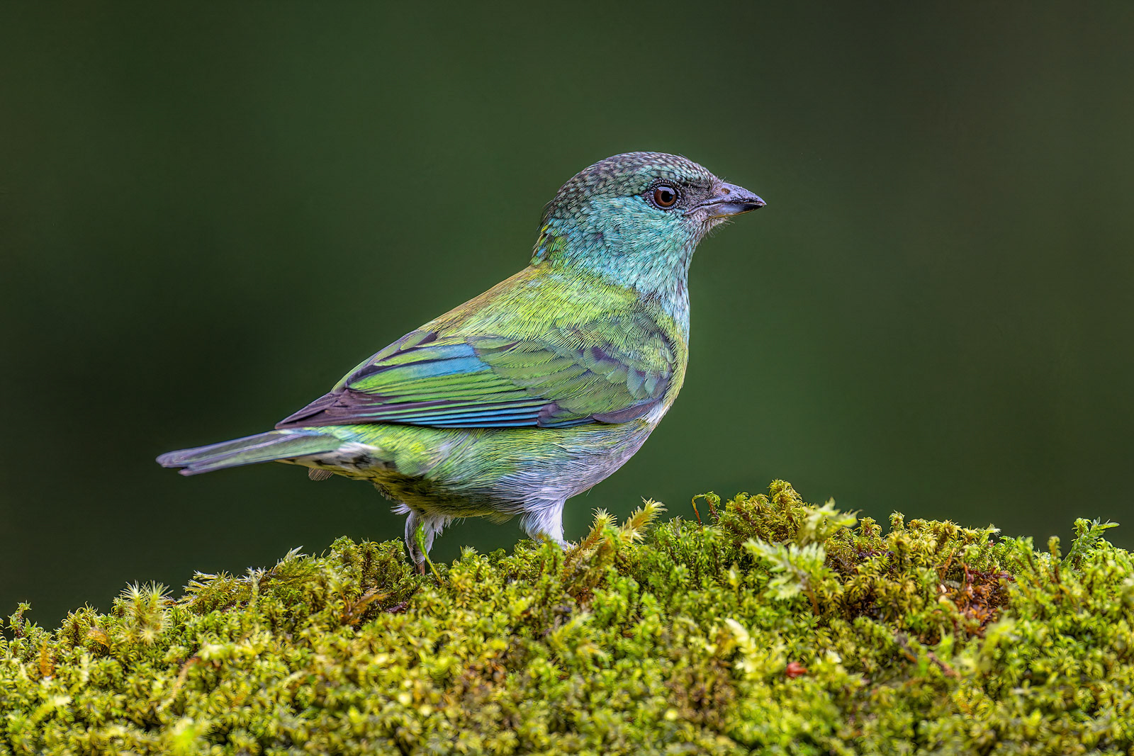 Black-capped Tanager