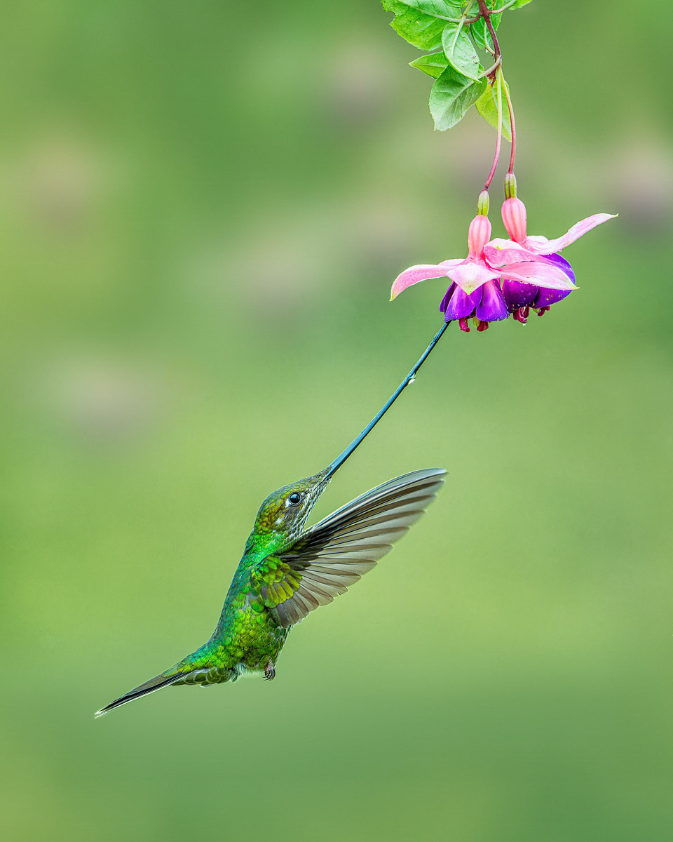 Sword-billed Hummingbird