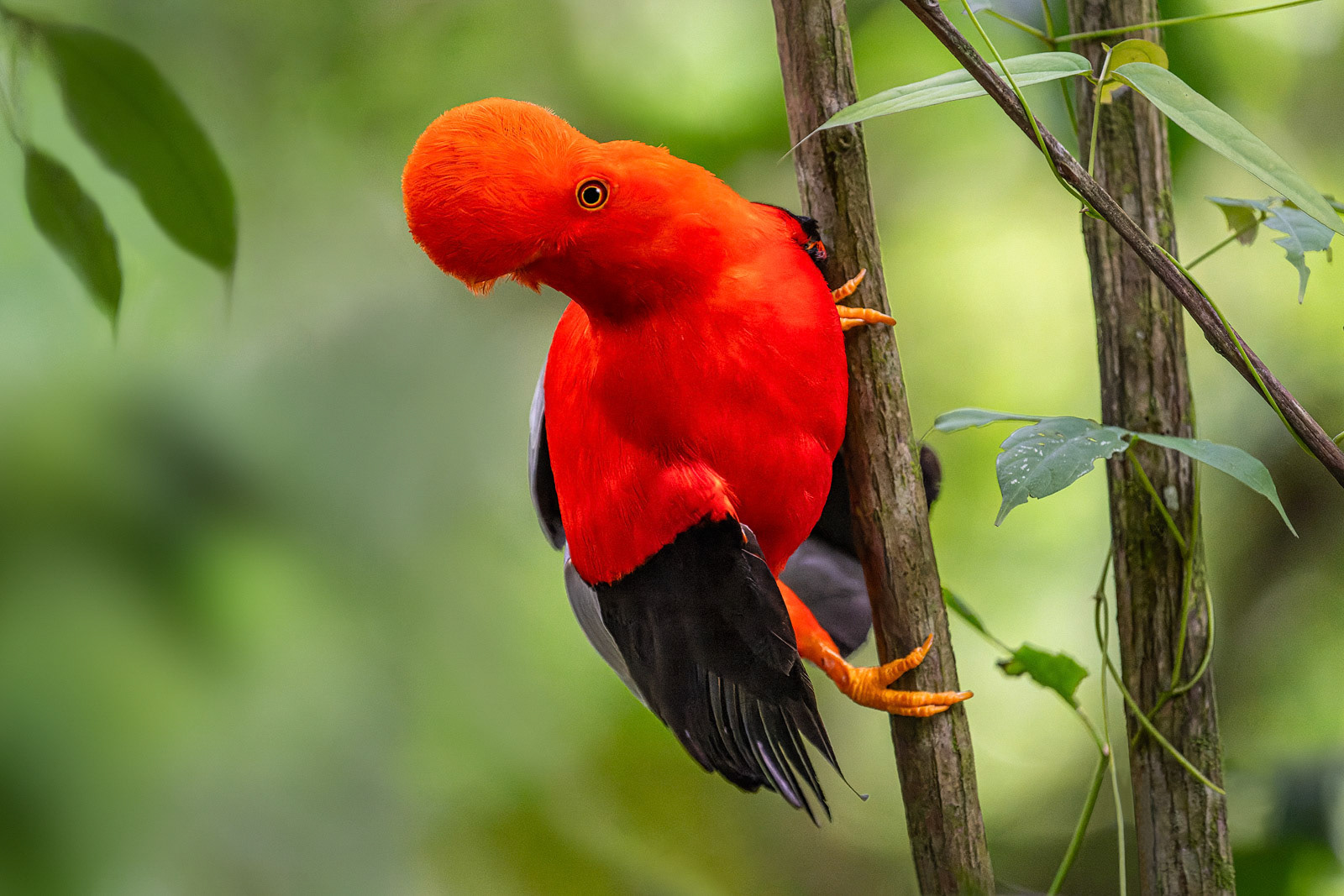 Andean Cock-of-the-Rock
