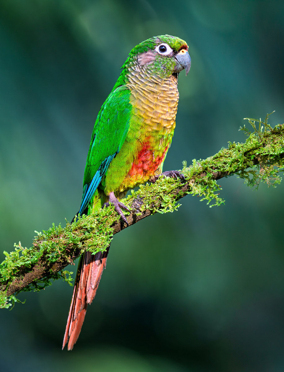 Maroon-bellied Parakeet