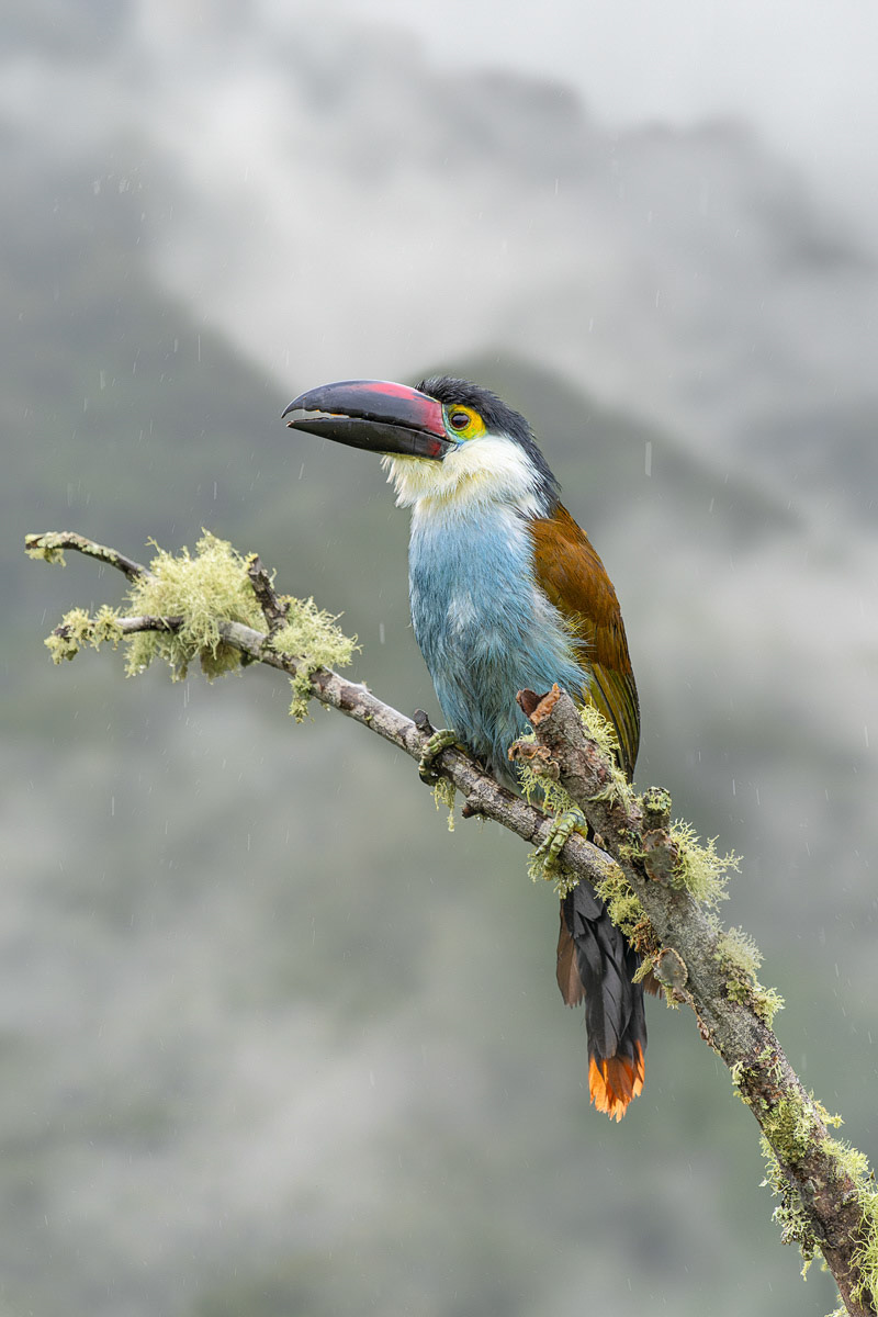 Black-billed Mountain Toucan