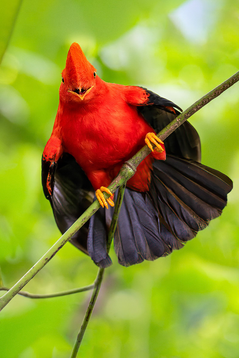 Andean Cock-of-the-Rock