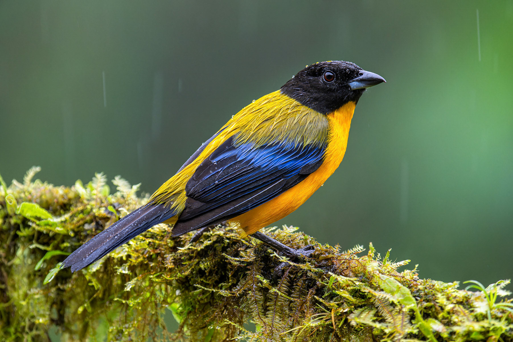 Black-chinned Mountain Tanager