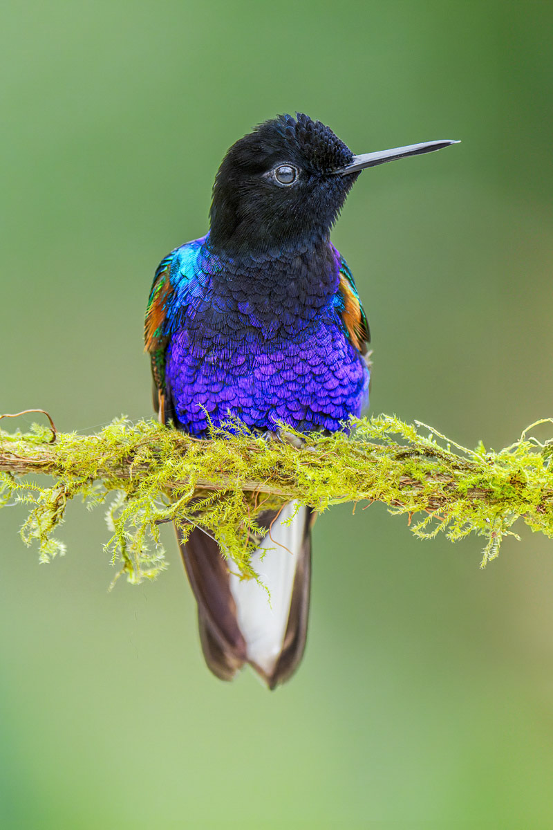 Velvet-purple Coronet Hummingbird