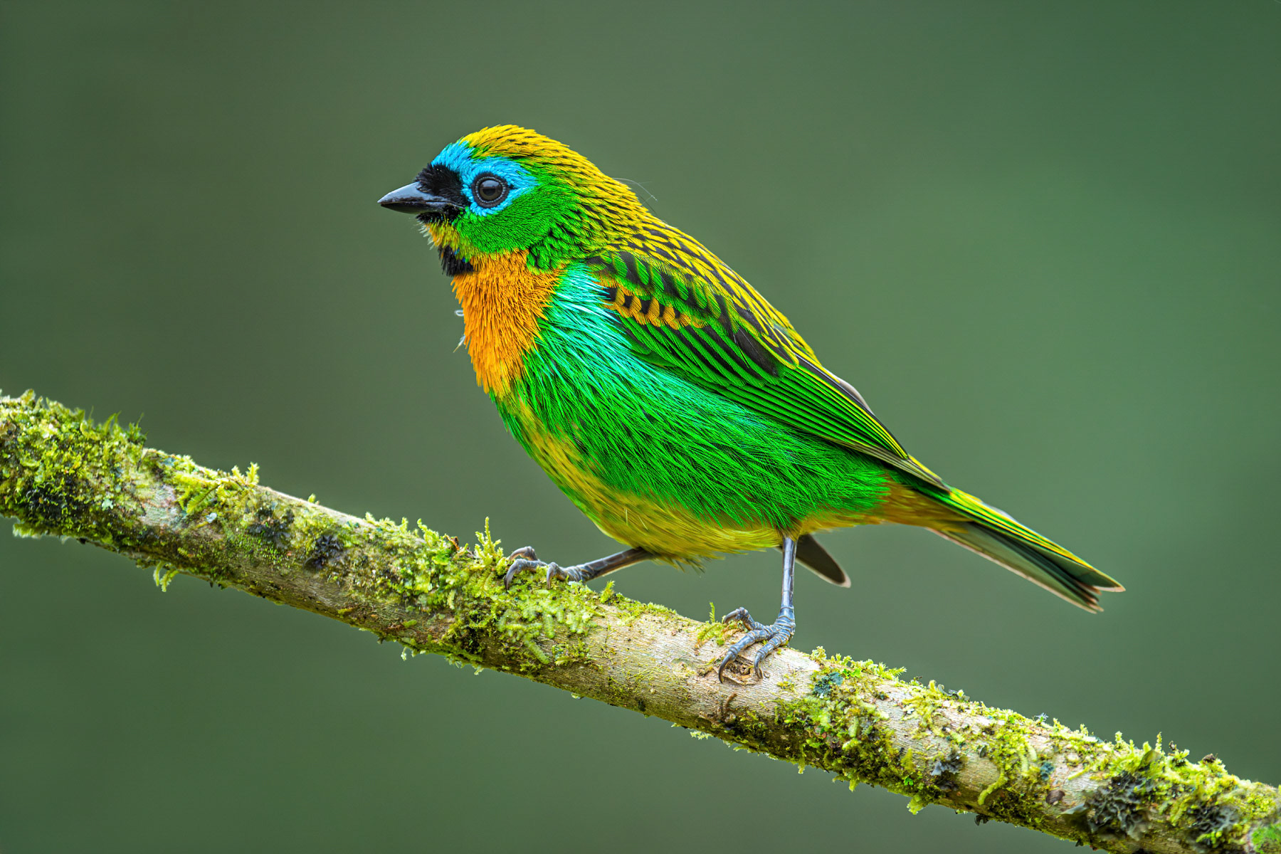 Brassy-breasted Tanager