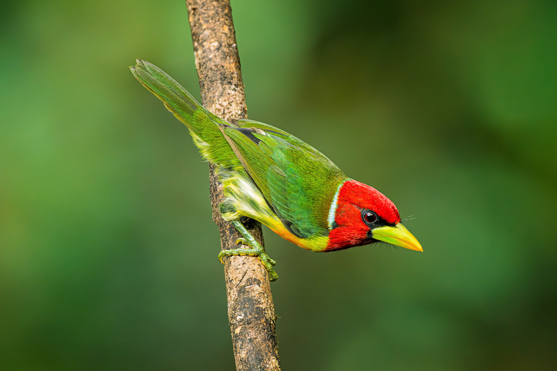 Red-headed Barbet